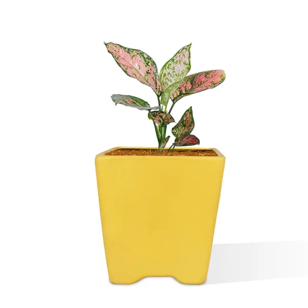 Mini_Pot_Saffron_Ceramic_Pots_For_Indoor_Plants,Planters,Flower,Gamla,Outdoor,Balcony,Home,Square,Garden,Office_Decor,Succulent(L-8_X_W-8_X_H-8_Cm)