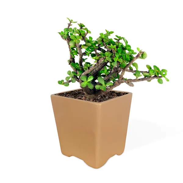 Mini_Pot_Ginger_Ceramic_Pots_For_Indoor_Plants,Planters,Flower,Gamla,Outdoor,Balcony,Home,Square,Garden,Office_Decor,Succulent(L-8_X_W-8_X_H-8_Cm)