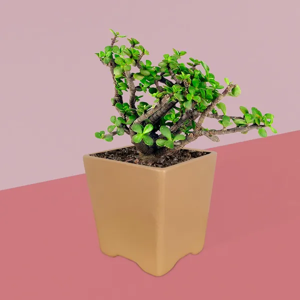 Mini_Pot_Ginger_Ceramic_Pots_For_Indoor_Plants,Planters,Flower,Gamla,Outdoor,Balcony,Home,Square,Garden,Office_Decor,Succulent(L-8_X_W-8_X_H-8_Cm)