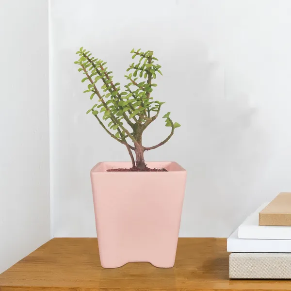 Mini_Pot_Pink_Ceramic_Pots_For_Indoor_Plants,Planters,Flower,Gamla,Outdoor,Balcony,Home,Square,Garden,Office_Decor,Succulent(L-8_X_W-8_X_H-8_Cm)