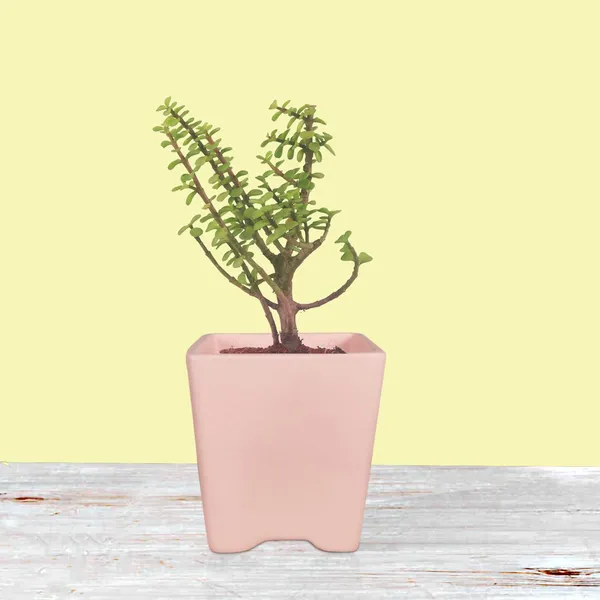 Mini_Pot_Pink_Ceramic_Pots_For_Indoor_Plants,Planters,Flower,Gamla,Outdoor,Balcony,Home,Square,Garden,Office_Decor,Succulent(L-8_X_W-8_X_H-8_Cm)