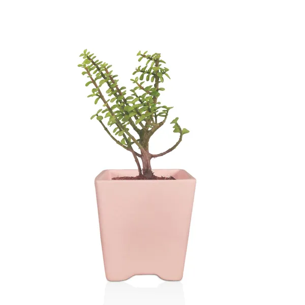 Mini_Pot_Pink_Ceramic_Pots_For_Indoor_Plants,Planters,Flower,Gamla,Outdoor,Balcony,Home,Square,Garden,Office_Decor,Succulent(L-8_X_W-8_X_H-8_Cm)