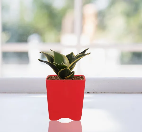 Mini_Pot_Red_Ceramic_Pots_For_Indoor_Plants,Planters,Flower,Gamla,Outdoor,Balcony,Home,Square,Garden,Office_Decor,Succulent(L-8_X_W-8_X_H-8_Cm)