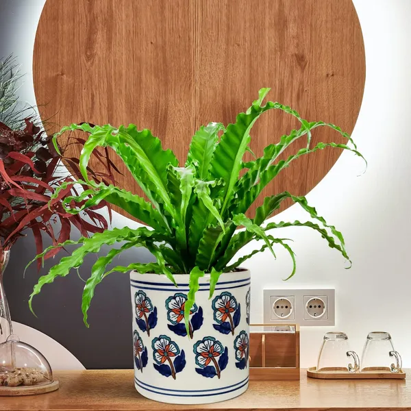 Pi_Pot_1_Ceramic_Pots_For_Indoor_Plants,_Planters,_Flower,_Pots,Outdoor,Balcony,Home,Round,Garden,_Office_Decor,Succulent(H_-_15.5_X_D_-_15.5_Cm)(Any_Color_May_Come)