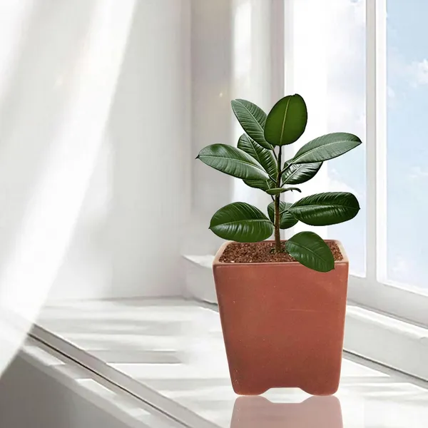 Mini_Pot_Truffle_Ceramic_Pots_For_Indoor_Plants,Planters,Flower,Gamla,Outdoor,Balcony,Home,Square,Garden,Office_Decor,Succulent(L-8_X_W-8_X_H-8_Cm)