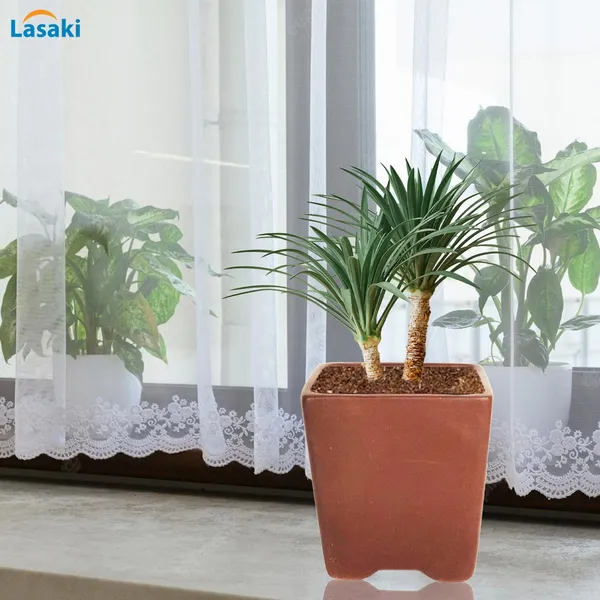 Mini_Pot_Truffle_Ceramic_Pots_For_Indoor_Plants,Planters,Flower,Gamla,Outdoor,Balcony,Home,Square,Garden,Office_Decor,Succulent(L-8_X_W-8_X_H-8_Cm)