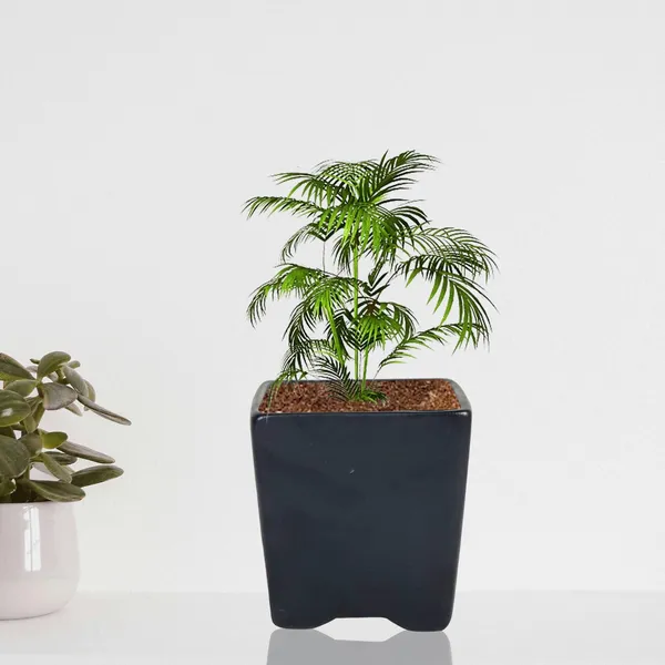 Mini_Pot_Black_Ceramic_Pots_For_Indoor_Plants,Planters,Flower,Gamla,Outdoor,Balcony,Home,Square,Garden,Office_Decor,Succulent(L-8_X_W-8_X_H-8_Cm)