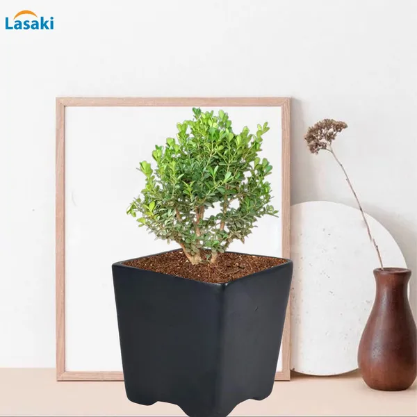 Mini_Pot_Black_Ceramic_Pots_For_Indoor_Plants,Planters,Flower,Gamla,Outdoor,Balcony,Home,Square,Garden,Office_Decor,Succulent(L-8_X_W-8_X_H-8_Cm)