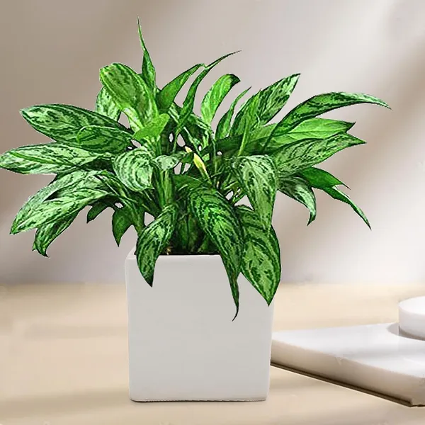 Alora_4_Inch_Square_Box_White_Ceramic_Pots_For_Indoor_Plants,Planters,Flower,Gamla,Outdoor,Balcony,Home,Square,Garden,Office_Decor,Succulent(L-10_X_W-10_X_H-10_Cm)