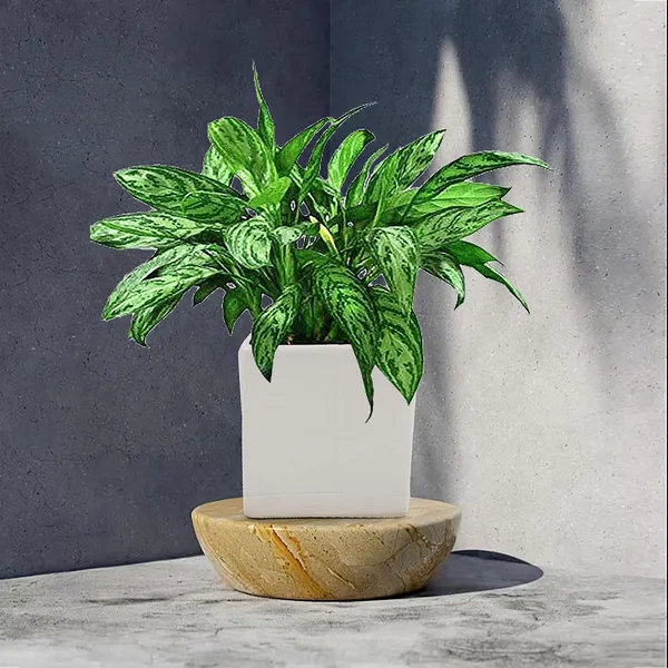 Alora_4_Inch_Square_Box_White_Ceramic_Pots_For_Indoor_Plants,Planters,Flower,Gamla,Outdoor,Balcony,Home,Square,Garden,Office_Decor,Succulent(L-10_X_W-10_X_H-10_Cm)