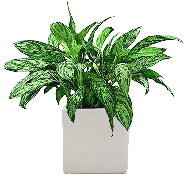 Alora_4_Inch_Square_Box_White_Ceramic_Pots_For_Indoor_Plants,Planters,Flower,Gamla,Outdoor,Balcony,Home,Square,Garden,Office_Decor,Succulent(L-10_X_W-10_X_H-10_Cm)