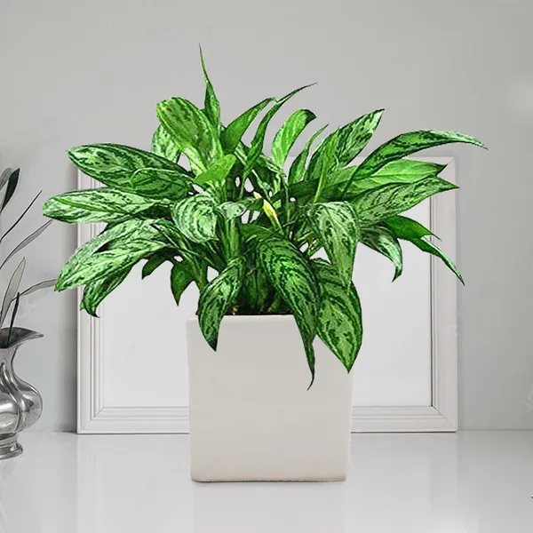 Alora_4_Inch_Square_Box_White_Ceramic_Pots_For_Indoor_Plants,Planters,Flower,Gamla,Outdoor,Balcony,Home,Square,Garden,Office_Decor,Succulent(L-10_X_W-10_X_H-10_Cm)