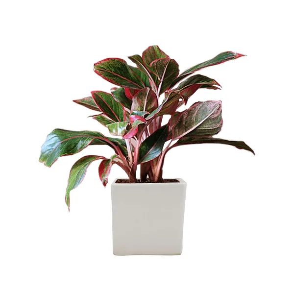 Alora_3_Inch_Square_Box_White_Ceramic_Pots_For_Indoor_Plants,Planters,Flower,Gamla,Outdoor,Balcony,Home,Square,Garden,Office_Decor,Succulent(L-8_X_W-8_X_H-8_Cm)