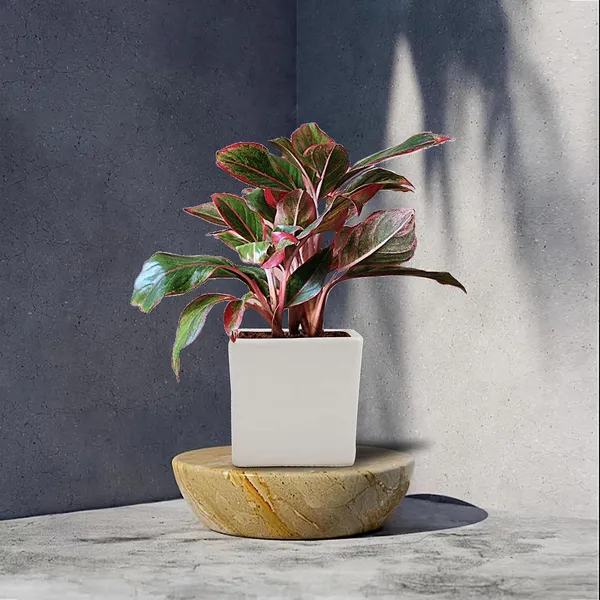 Alora_3_Inch_Square_Box_White_Ceramic_Pots_For_Indoor_Plants,Planters,Flower,Gamla,Outdoor,Balcony,Home,Square,Garden,Office_Decor,Succulent(L-8_X_W-8_X_H-8_Cm)
