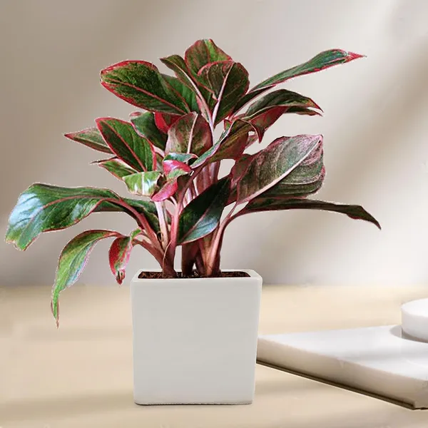 Alora_3_Inch_Square_Box_White_Ceramic_Pots_For_Indoor_Plants,Planters,Flower,Gamla,Outdoor,Balcony,Home,Square,Garden,Office_Decor,Succulent(L-8_X_W-8_X_H-8_Cm)