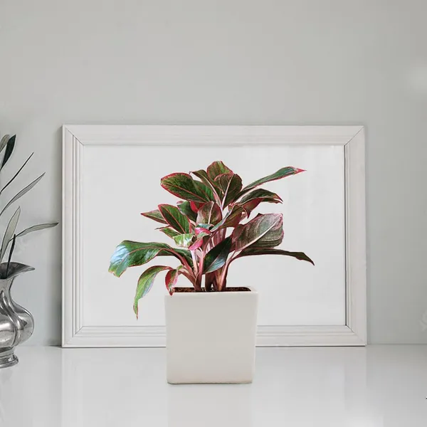 Alora_3_Inch_Square_Box_White_Ceramic_Pots_For_Indoor_Plants,Planters,Flower,Gamla,Outdoor,Balcony,Home,Square,Garden,Office_Decor,Succulent(L-8_X_W-8_X_H-8_Cm)