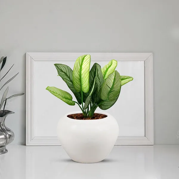 Cloud_Apple_Medium_White_Ceramic_Pots_For_Indoor_Plants,_Planters,_Flower,_Pots,_Gamla,Outdoor,Balcony,Home,Round,Garden,_Office_Decor,Succulent(H_-_9.5_X_D_-_14_Cm)