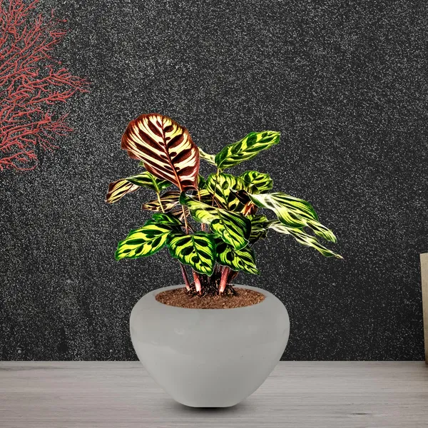 Cloud_Apple_Small_White_Ceramic_Pots_For_Indoor_Plants,_Planters,_Flower,_Pots,_Gamla,Outdoor,Balcony,Home,Round,Garden,_Office_Decor,Succulent(H_-_10_X_D_-_10_Cm)
