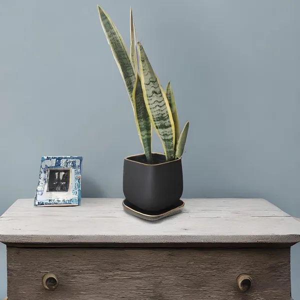 Pearl_Medium_Black_Gold_With_Plate_Ceramic_Pots_For_Indoor_Plants,Planters,Flower,Gamla,Outdoor,Balcony,Home,Garden,Office_Decor,Succulent(L-15_X_W-15_X_H-13.5_Cm)