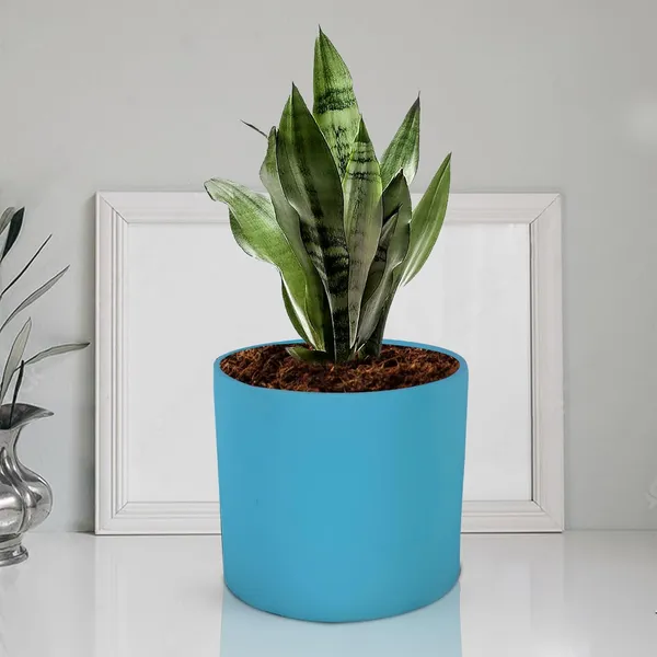 Sara_5_Inch_Aqua_Ceramic_Pots_For_Indoor_Plants,_Planters,_Flower,_Pots,_Gamla,Outdoor,Balcony,Home,Round,Garden,_Office_Decor,Succulent(H_-_13_X_D_-_14_Cm)