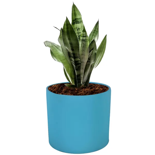 Sara_5_Inch_Aqua_Ceramic_Pots_For_Indoor_Plants,_Planters,_Flower,_Pots,_Gamla,Outdoor,Balcony,Home,Round,Garden,_Office_Decor,Succulent(H_-_13_X_D_-_14_Cm)