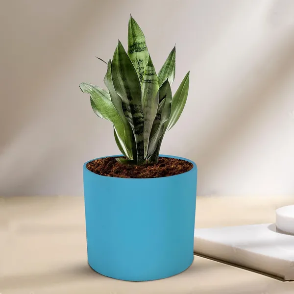 Sara_5_Inch_Aqua_Ceramic_Pots_For_Indoor_Plants,_Planters,_Flower,_Pots,_Gamla,Outdoor,Balcony,Home,Round,Garden,_Office_Decor,Succulent(H_-_13_X_D_-_14_Cm)