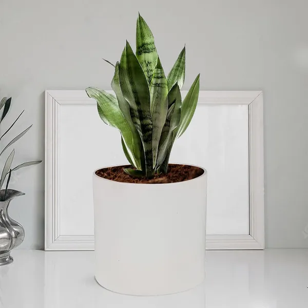 Sara_5_Inch_White_Ceramic_Pots_For_Indoor_Plants,_Planters,_Flower,_Pots,_Gamla,Outdoor,Balcony,Home,Round,Garden,_Office_Decor,Succulent(H_-_13_X_D_-_14_Cm)