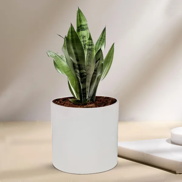 Sara_5_Inch_White_Ceramic_Pots_For_Indoor_Plants,_Planters,_Flower,_Pots,_Gamla,Outdoor,Balcony,Home,Round,Garden,_Office_Decor,Succulent(H_-_13_X_D_-_14_Cm)