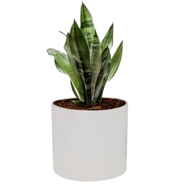 Sara_5_Inch_White_Ceramic_Pots_For_Indoor_Plants,_Planters,_Flower,_Pots,_Gamla,Outdoor,Balcony,Home,Round,Garden,_Office_Decor,Succulent(H_-_13_X_D_-_14_Cm)