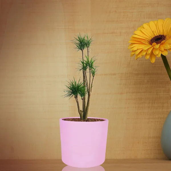 Sara_5_Inch_Purple_Ceramic_Pots_For_Indoor_Plants,_Planters,_Flower,_Pots,_Gamla,Outdoor,Balcony,Home,Round,Garden,_Office_Decor,Succulent(H_-_13_X_D_-_14_Cm)