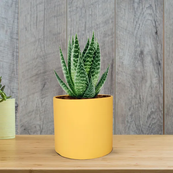Sara_5_Inch_Saffron_Ceramic_Pots_For_Indoor_Plants,_Planters,_Flower,_Pots,_Gamla,Outdoor,Balcony,Home,Round,Garden,_Office_Decor,Succulent(H_-_13_X_D_-_14_Cm)