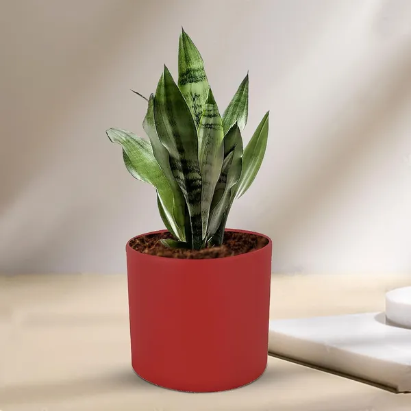 Sara_5_Inch_Red_Ceramic_Pots_For_Indoor_Plants,_Planters,_Flower,_Pots,_Gamla,Outdoor,Balcony,Home,Round,Garden,_Office_Decor,Succulent(H_-_13_X_D_-_14_Cm)