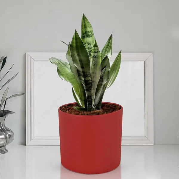 Sara_5_Inch_Red_Ceramic_Pots_For_Indoor_Plants,_Planters,_Flower,_Pots,_Gamla,Outdoor,Balcony,Home,Round,Garden,_Office_Decor,Succulent(H_-_13_X_D_-_14_Cm)