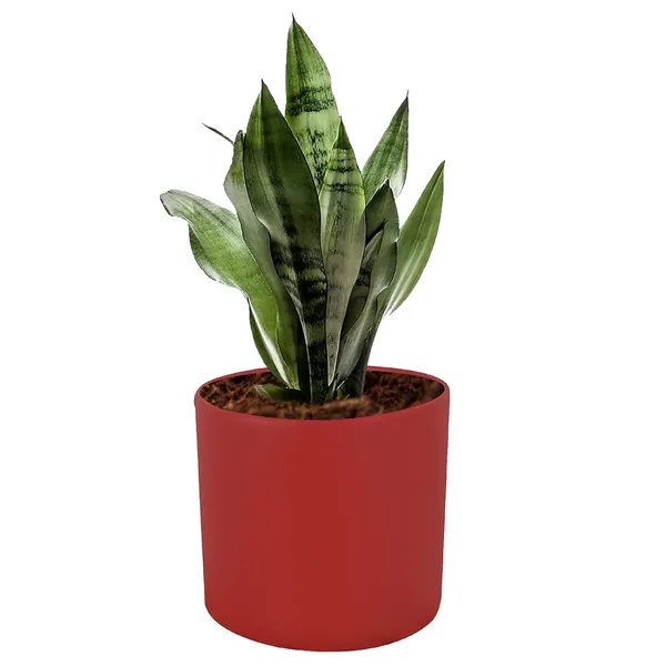 Sara_5_Inch_Red_Ceramic_Pots_For_Indoor_Plants,_Planters,_Flower,_Pots,_Gamla,Outdoor,Balcony,Home,Round,Garden,_Office_Decor,Succulent(H_-_13_X_D_-_14_Cm)