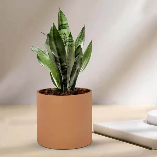 Sara_5_Inch_Ginger_Ceramic_Pots_For_Indoor_Plants,_Planters,_Flower,_Pots,_Gamla,Outdoor,Balcony,Home,Round,Garden,_Office_Decor,Succulent(H_-_13_X_D_-_14_Cm)