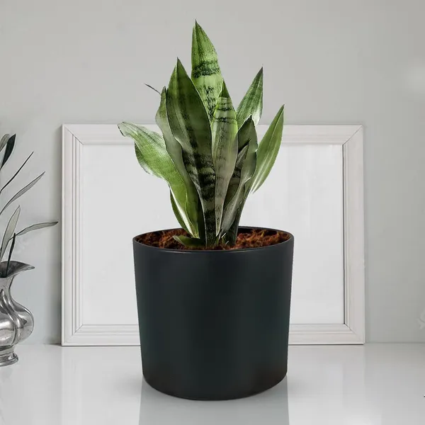 Sara_5_Inch_Black_Ceramic_Pots_For_Indoor_Plants,_Planters,_Flower,_Pots,_Gamla,Outdoor,Balcony,Home,Round,Garden,_Office_Decor,Succulent(H_-_13_X_D_-_14_Cm)