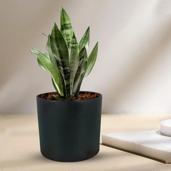 Sara_5_Inch_Black_Ceramic_Pots_For_Indoor_Plants,_Planters,_Flower,_Pots,_Gamla,Outdoor,Balcony,Home,Round,Garden,_Office_Decor,Succulent(H_-_13_X_D_-_14_Cm)
