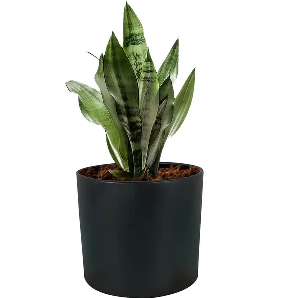 Sara_5_Inch_Black_Ceramic_Pots_For_Indoor_Plants,_Planters,_Flower,_Pots,_Gamla,Outdoor,Balcony,Home,Round,Garden,_Office_Decor,Succulent(H_-_13_X_D_-_14_Cm)