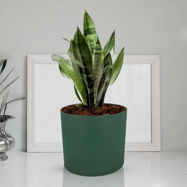 Sara_5_Inch_Deep_Jungle_Ceramic_Pots_For_Indoor_Plants,_Planters,_Flower,_Pots,_Gamla,Outdoor,Balcony,Home,Round,Garden,_Office_Decor,Succulent(H_-_13_X_D_-_14_Cm)
