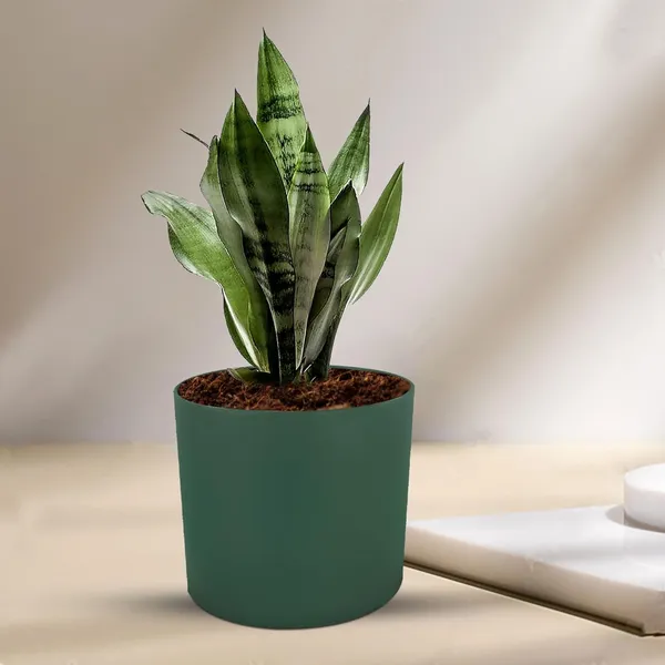 Sara_5_Inch_Deep_Jungle_Ceramic_Pots_For_Indoor_Plants,_Planters,_Flower,_Pots,_Gamla,Outdoor,Balcony,Home,Round,Garden,_Office_Decor,Succulent(H_-_13_X_D_-_14_Cm)