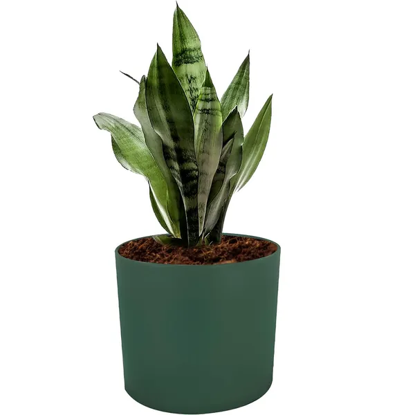 Sara_5_Inch_Deep_Jungle_Ceramic_Pots_For_Indoor_Plants,_Planters,_Flower,_Pots,_Gamla,Outdoor,Balcony,Home,Round,Garden,_Office_Decor,Succulent(H_-_13_X_D_-_14_Cm)
