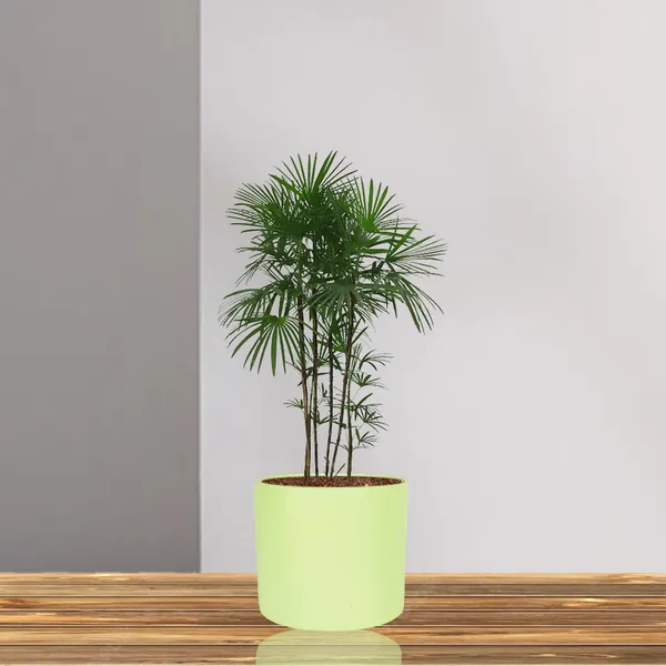 Sara_4_Inch_Mint_Ceramic_Pots_For_Indoor_Plants,_Planters,_Flower,_Pots,_Gamla,Outdoor,Balcony,Home,Round,Garden,_Office_Decor,Succulent(H_-_10.5_X_D_-_12_Cm)