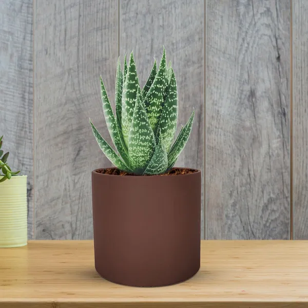 Sara_4_Inch_Truffle_Ceramic_Pots_For_Indoor_Plants,_Planters,_Flower,_Pots,_Gamla,Outdoor,Balcony,Home,Round,Garden,_Office_Decor,Succulent(H_-_10.5_X_D_-_12_Cm)