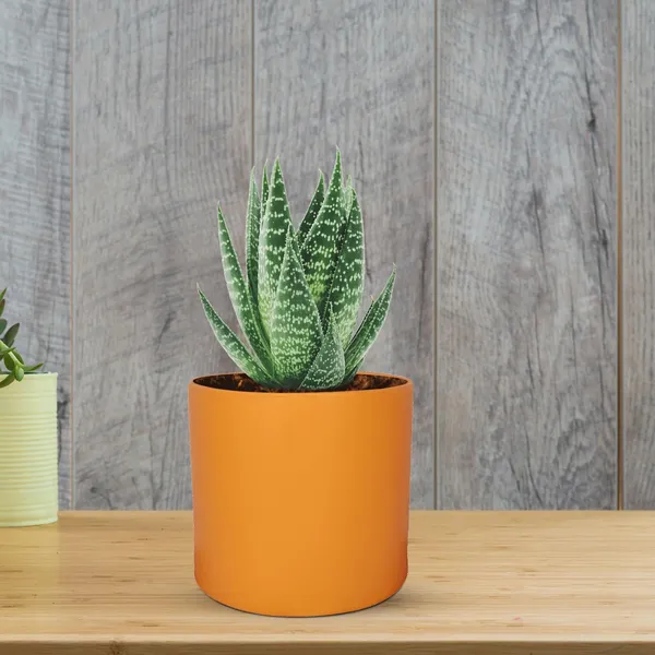 Sara_4_Inch_Lily_Ceramic_Pots_For_Indoor_Plants,_Planters,_Flower,_Pots,_Gamla,Outdoor,Balcony,Home,Round,Garden,_Office_Decor,Succulent(H_-_10.5_X_D_-_12_Cm)