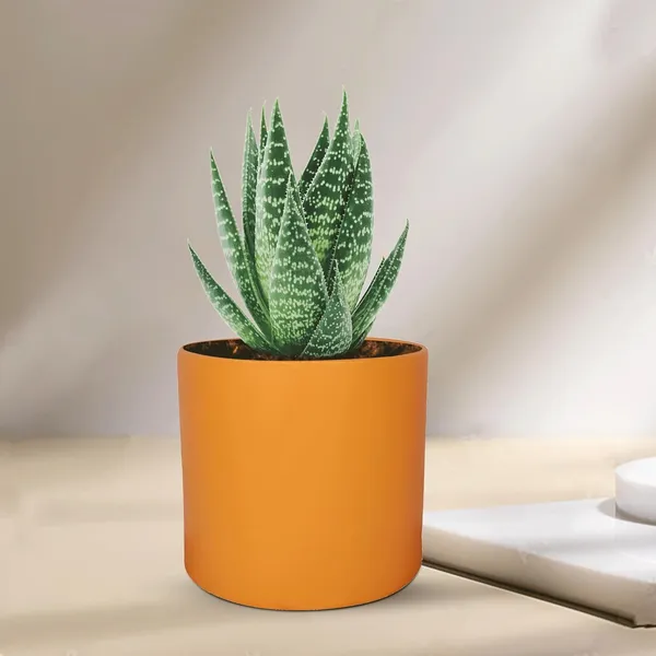 Sara_4_Inch_Lily_Ceramic_Pots_For_Indoor_Plants,_Planters,_Flower,_Pots,_Gamla,Outdoor,Balcony,Home,Round,Garden,_Office_Decor,Succulent(H_-_10.5_X_D_-_12_Cm)