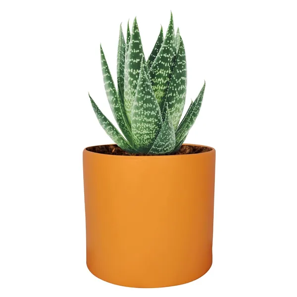 Sara_4_Inch_Lily_Ceramic_Pots_For_Indoor_Plants,_Planters,_Flower,_Pots,_Gamla,Outdoor,Balcony,Home,Round,Garden,_Office_Decor,Succulent(H_-_10.5_X_D_-_12_Cm)