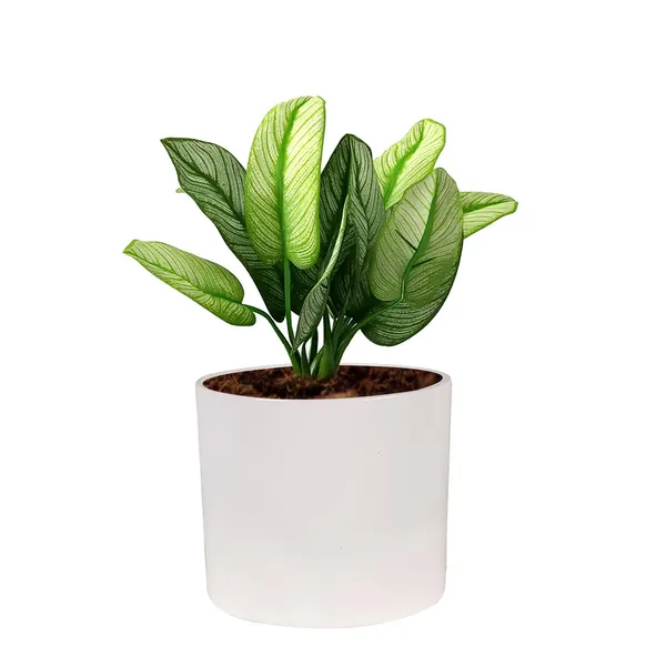 Sara_4_Inch_White_Ceramic_Pots_For_Indoor_Plants,_Planters,_Flower,_Pots,_Gamla,Outdoor,Balcony,Home,Round,Garden,_Office_Decor,Succulent(H_-_10.5_X_D_-_12_Cm)