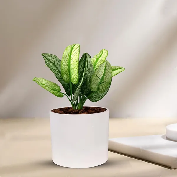 Sara_4_Inch_White_Ceramic_Pots_For_Indoor_Plants,_Planters,_Flower,_Pots,_Gamla,Outdoor,Balcony,Home,Round,Garden,_Office_Decor,Succulent(H_-_10.5_X_D_-_12_Cm)