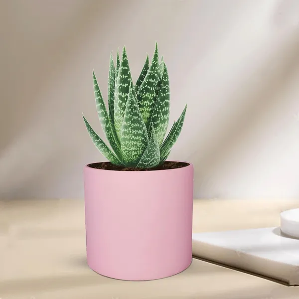 Sara_4_Inch_Pink_Ceramic_Pots_For_Indoor_Plants,_Planters,_Flower,_Pots,_Gamla,Outdoor,Balcony,Home,Round,Garden,_Office_Decor,Succulent(H_-_10.5_X_D_-_12_Cm)