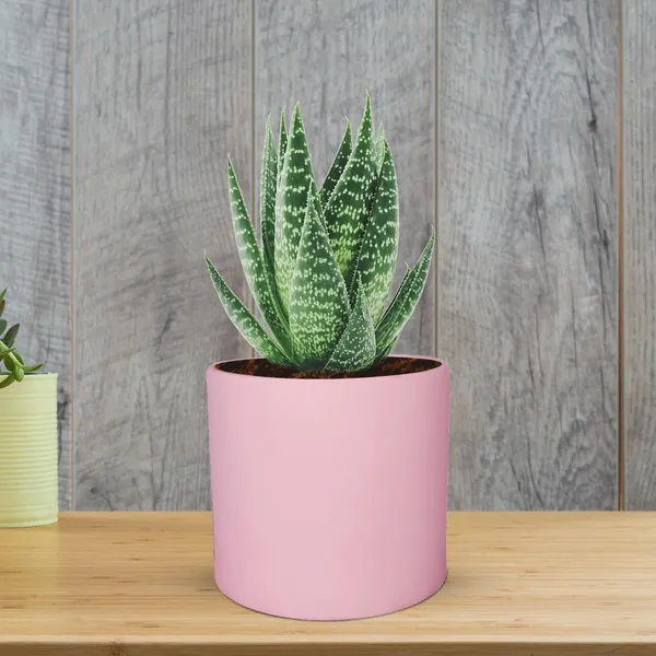 Sara_4_Inch_Pink_Ceramic_Pots_For_Indoor_Plants,_Planters,_Flower,_Pots,_Gamla,Outdoor,Balcony,Home,Round,Garden,_Office_Decor,Succulent(H_-_10.5_X_D_-_12_Cm)